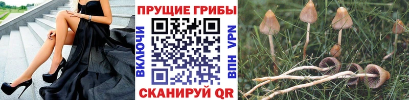 Галлюциногенные грибы Psilocybine cubensis  наркота  Пугачёв 
